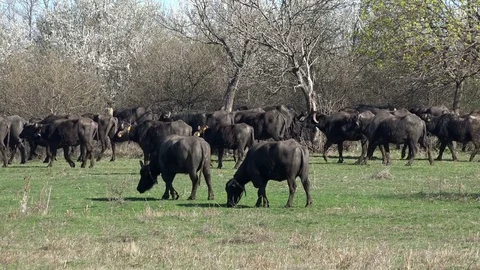 Buffalos Grazing in a Meadow 動画素材 73875411