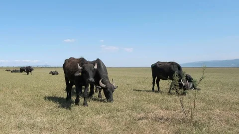 Buffalos grazing at nature Stock Footage 116825089