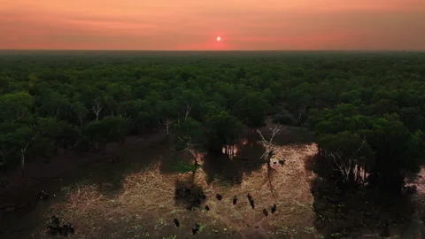 Buffalos Grazing in the Outback during sunset, Northern Territory, Australia Stock Footage 287911904