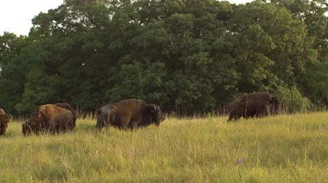 Buffalos Grazing-Wide Pan Stock Footage 20567346