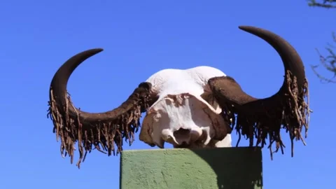 BUFFALOS HEAD CARCASS. Stock Footage 314973065