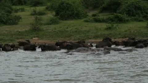 Buffalos Hippos from Boat 库存影片 10146522
