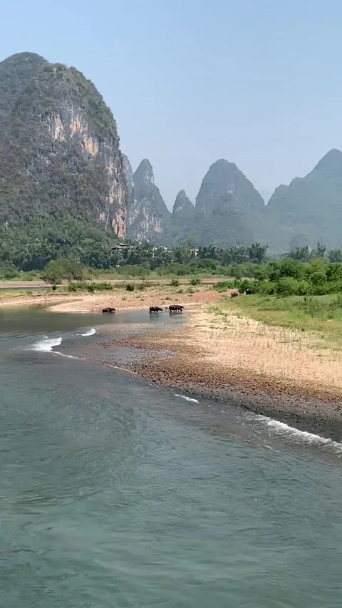 Buffalos on the Li river near Guilin Stock Footage 341276341