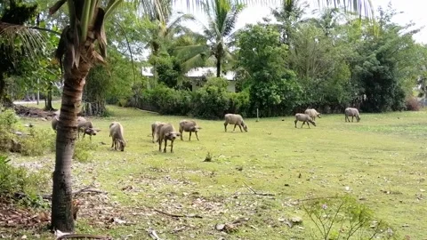 Buffalos looking at me because i am stranger footage | buffalos walking to pond. Stock Footage 156683354