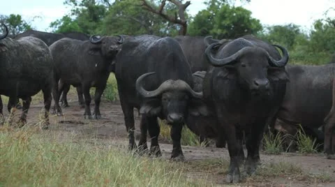 Buffalo's looking towards the camera Stock Footage 22019547