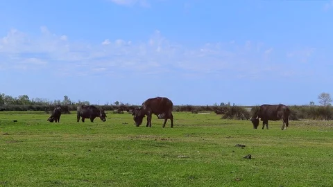 Buffalos in the meadow Video stock 89136369