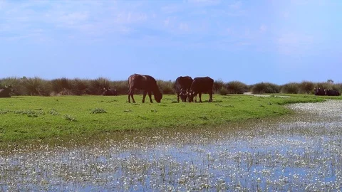 Buffalos in the meadow Video stock 89136509