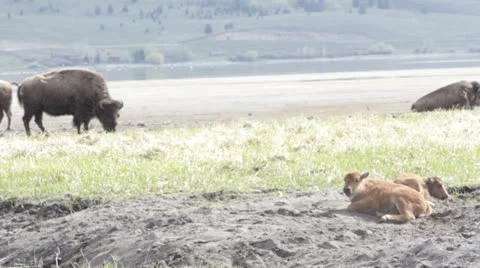 Buffalos in the Mud Stock Footage 25793519