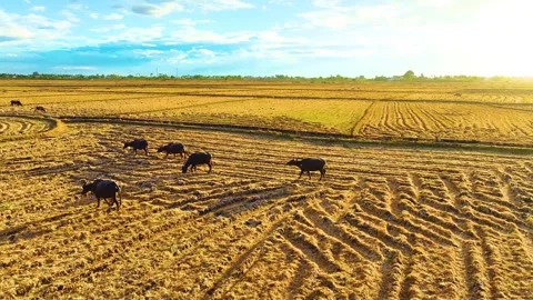 Buffalos in the Paddy Field While Raining During Sunset Video stock 250583111