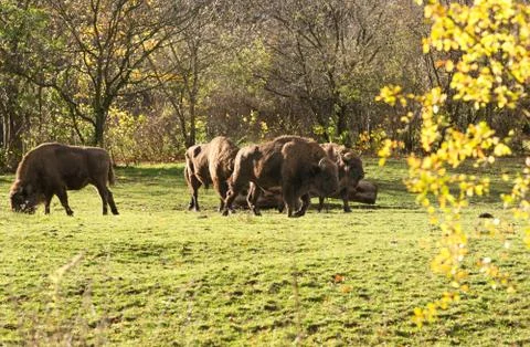 Buffalos Stock Photos