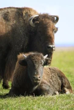 Buffalos Stock Photos