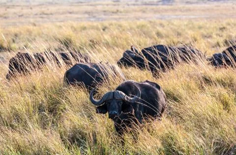Buffalos Stock Photos