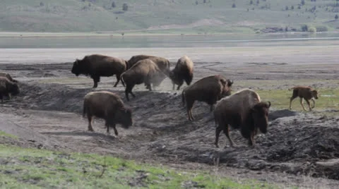 Buffalos Playing in Mud Stock Footage 25792476