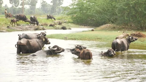 Buffalos in a river and some others feeding on grasses in the background Video stock 225686254