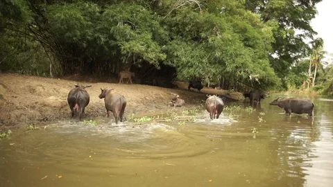 Buffalos in river Video stock 101493714