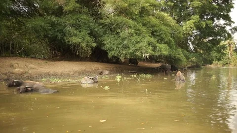 Buffalos in river Stock Footage 101493737