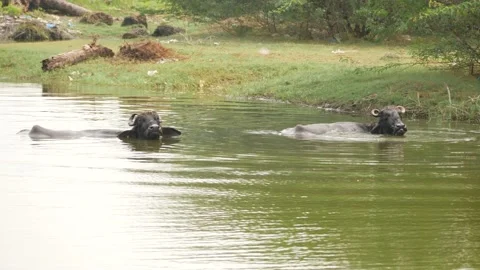 Buffalos in a river with only their heads out Stock Footage 225686095