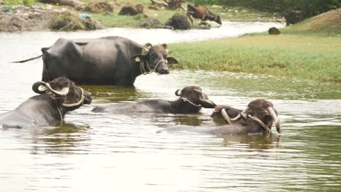 Buffalos in river, some walking out, some sitting in it Stock Footage 225686551