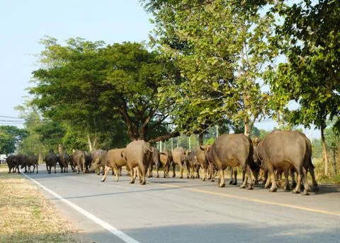 Buffalos on road Stock Photos
