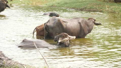Buffalos in shallow river 4k Stock Footage 225687103