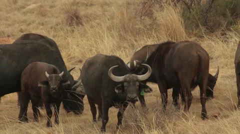 Buffalos sniffing the air Stock Footage 51718195