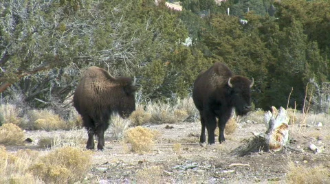 Buffalos on Trail-ws Stock-Footage 780512