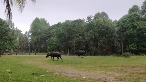 Buffalos walking on a grass field with rainy background. Stock Footage 296927906