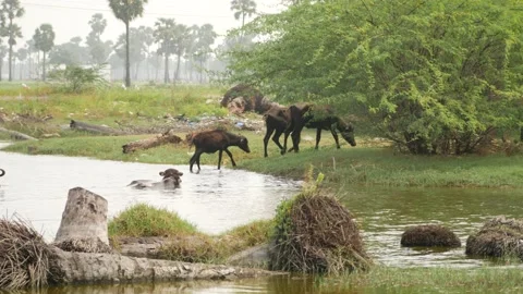 Buffalos walking out of the river to grassland with trees behind it Stock Footage 225686166