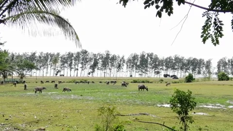 Buffalos walking to pond with tree background Stock Footage 156683306