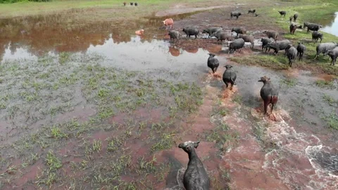 Buffalos walking in a river Stock Footage 158740235