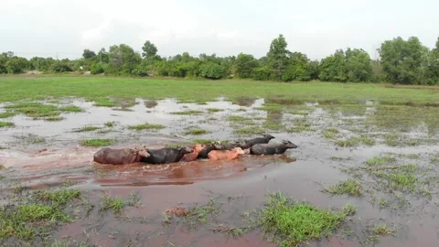 Buffalos walking in a river Video stock 158740304
