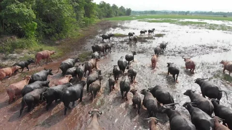 Buffalos walking in a river Stock Footage 158740347