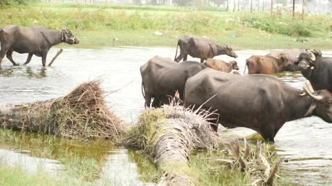 Buffalos walking in a river which has log of woods in it Stock Footage 225686670