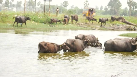 Buffalos walking in a shallow river,others walking on grasses Stock Footage 225686332