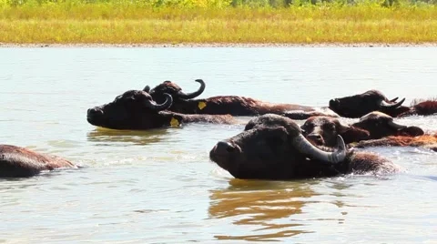 Buffalos in water Stock Footage 61714400