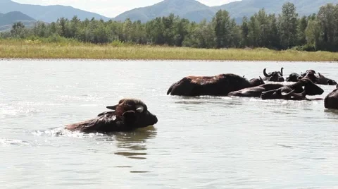 Buffalos in water Stock Footage 61714485