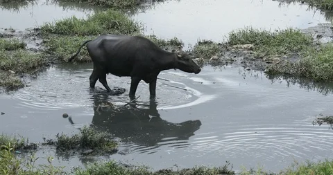 Buffalo's in the Water Stock Footage 114991560