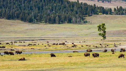 Buffalos in Yellowstone Park Stock Footage 196548056