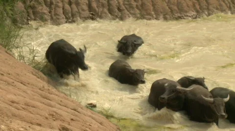 Buffalow in water 1 Stock Footage 484426