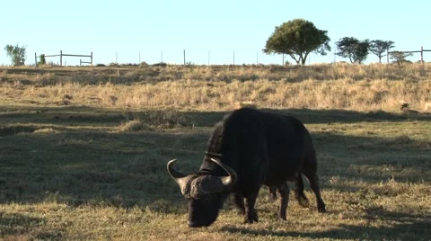 Buffel walking slow Stock Footage