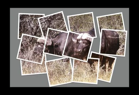 Buffelo collage Stock Photos