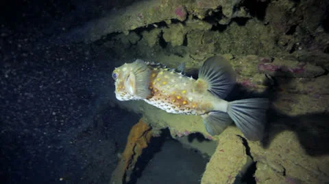 Buffer fish inside the wreck Stock Footage 22705548