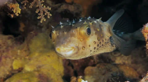 Buffer fish at the reef 動画素材 22720603