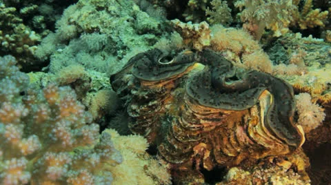 Buffer fish at the reef Stock Footage 22720685