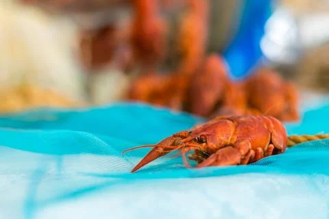 Buffets, appetizers, wedding table 스톡 사진