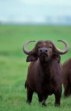 BUFFLE D'AFRIQUE syncerus caffer Stock Photos