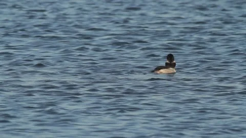 Bufflehead (Bucephala albeola) surfaces for air while foraging at a tidal basin Stock Footage 156527543
