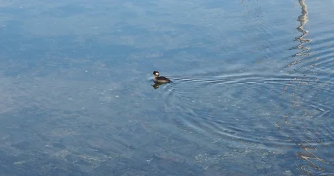 Bufflehead duck (Bucephala albeola) Stock Footage 124922270