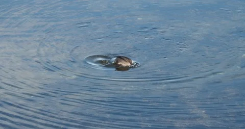 Bufflehead duck (Bucephala albeola) Stock Footage 124922797
