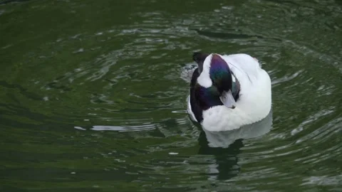 A Bufflehead duck grooming it self Stock Footage 224442099